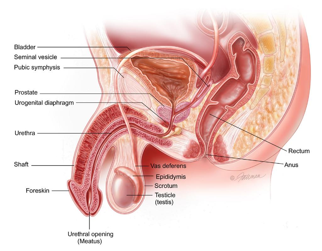 GET THE FACTS What is the Prostate? The prostate is part of the male reproductive system. It is about the size of a walnut and weighs an ounce or so.