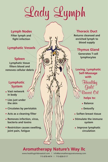 Boost Your Immune System With a Healthy Lymphatic System and Essential Oils Building a healthy immune system is the best insurance against contracting illness, especially in cold weather and cloudy