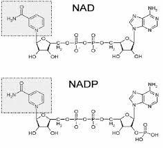 Vitamin B3 (Niacin) Structure NAD phosphorylated to NADP and reduced to