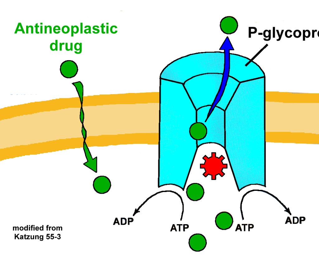 Primary Resistance: Multi-drug resistance P-GLYCOPROTEIN