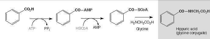 1. Glycoside Conjugation -- conjuguation with glucuronic acid Enzyme: UDP glucuronosyl transferase Requires activated form of glucose UDPG SN2 reaction (drug is nucleophile) that forms the β linkage