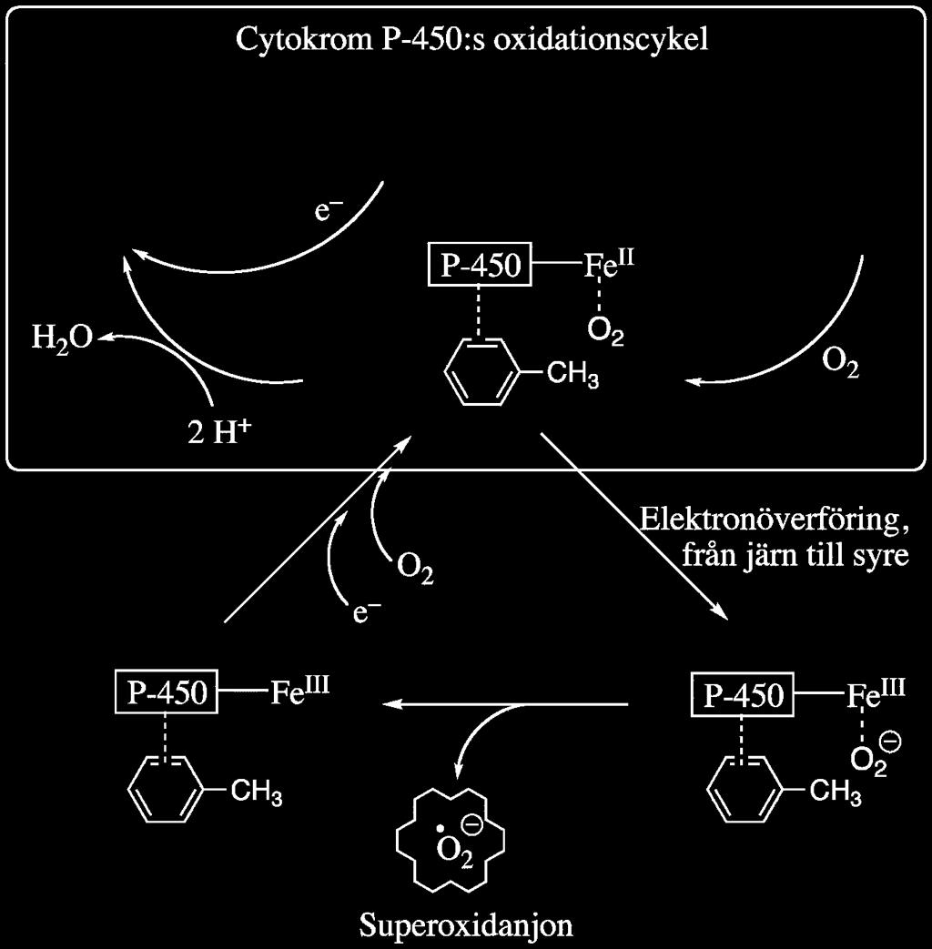 Generation of ROS ROS = Reactive Oxygen