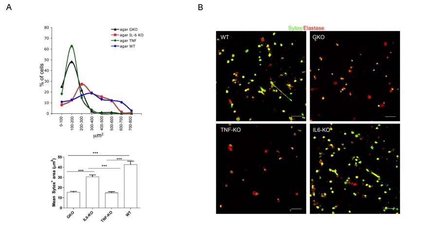 Supplementary Fig. 4 INFγ and TNF are needed for NETosis in agar-pmn. A. Quantification of NET formation by agar PMN obtained from INFγ-KO, TNF-KO and IL6-KO mice.