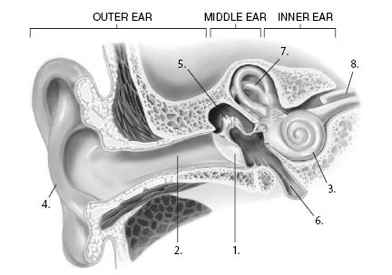 Use the following diagram to answer the next two questions. The structures in the human ear 2.
