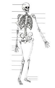 Skull Sternum Spinal Column Pelvis Femur Patella Tibia & Fibula Clavicle Scapula Humerus Radius & Ulna Mandible What are the 2 Major STRUCTURES in the Muscular System?