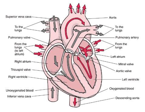 Blood Flow in the Heart Right Atrium Oxygen-poor blood FROM THE BODY Left Atrium Oxygen-rich blood FROM THE
