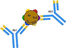 Antibodies recognize epitopes DRB1*0301 (DR17) 81HV 85VV 96HK 98KS 104SK 120S DRB1*0801 (DR8) 81HV 85VG 96HK 98KS 104SK 120S