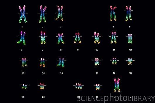 Chromosomes of