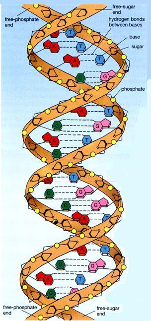 DNA is a Double Helix - like a twisted rubber ladder made from three main components: Sides of the ladder are composed of phosphodiester bonds--a strong bond of