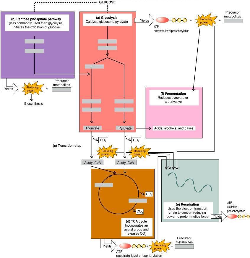 II. Overview of Metabolism Energy (heat) Glucose + O2 Carbon dioxide+ H 2 O (C 6 H 12 O 6