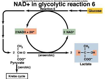 Glycolysis Does not require oxygen (anerobic( anerobic) Happens in the cytosol Produces 2 ATP for each