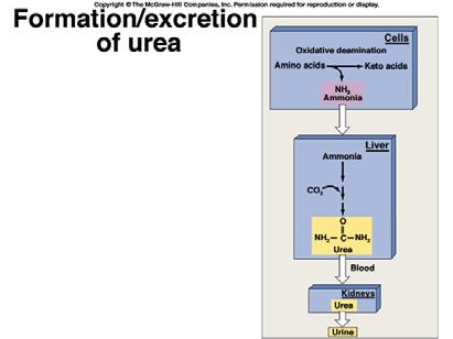 Proteins Goes through Oxidative Deamination pathways Feed into Krebs