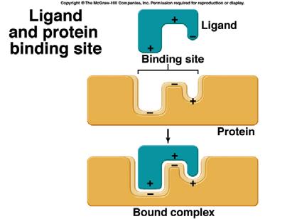 Binding Site Characteristics (enzyme or receptor) Specificity
