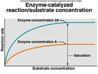 Enzymes can regulate metabolic pathways Enzyme concentration can determine