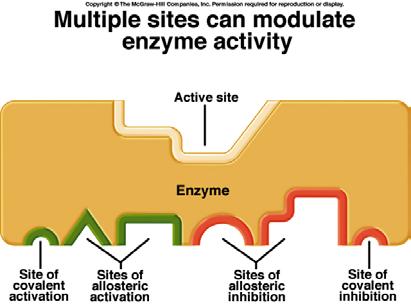 Enzymes can regulate metabolic pathways Enzyme