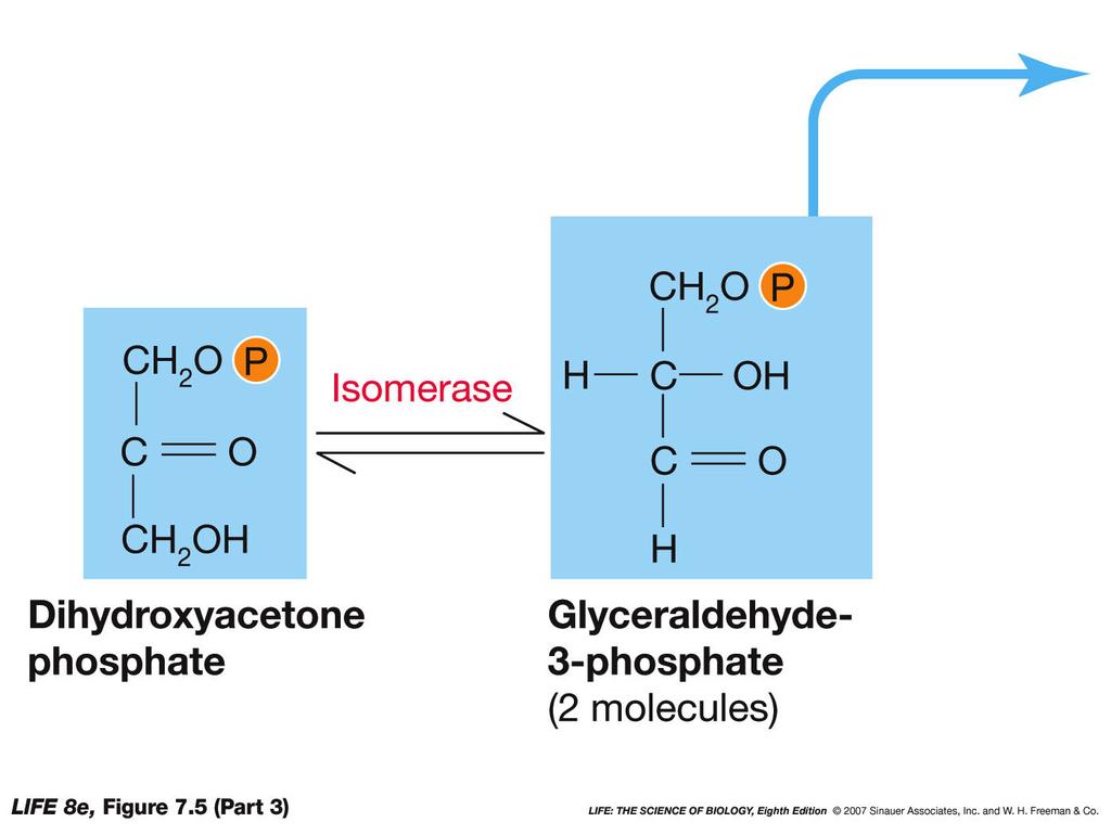 Glycolysis Converts Glucose into