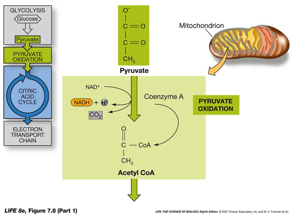Pyruvate Oxidation and the Citric Acid