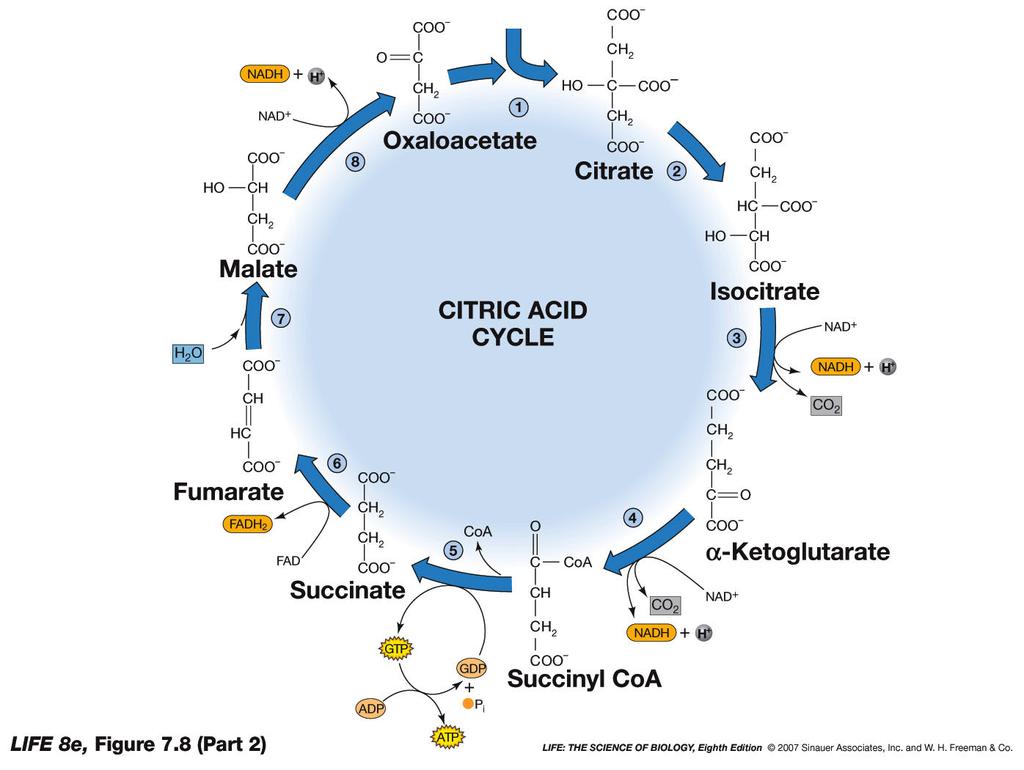 Pyruvate Oxidation and the Citric