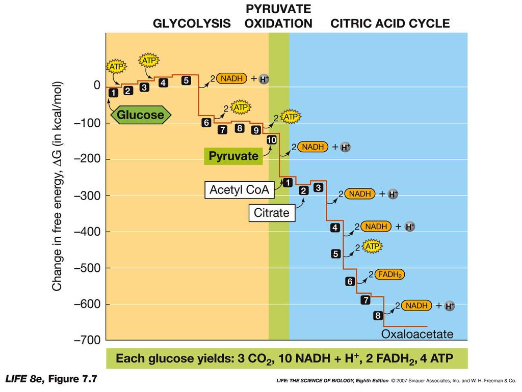 The Citric Acid Cycle Releases Much