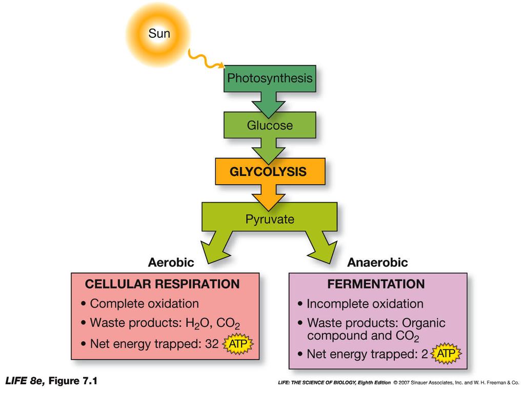 Energy for Life Three metabolic pathways