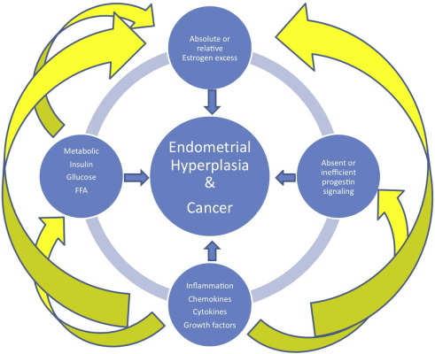 Factors Associated with Hyperplasia & Cancer Prognosticators Characteristic Increased Risk Obesity 3 10x Nulliparity 2x Late menopause 2.4x Diabetes 2.8x Hypertension 1.5x Unopposed estrogen 9.