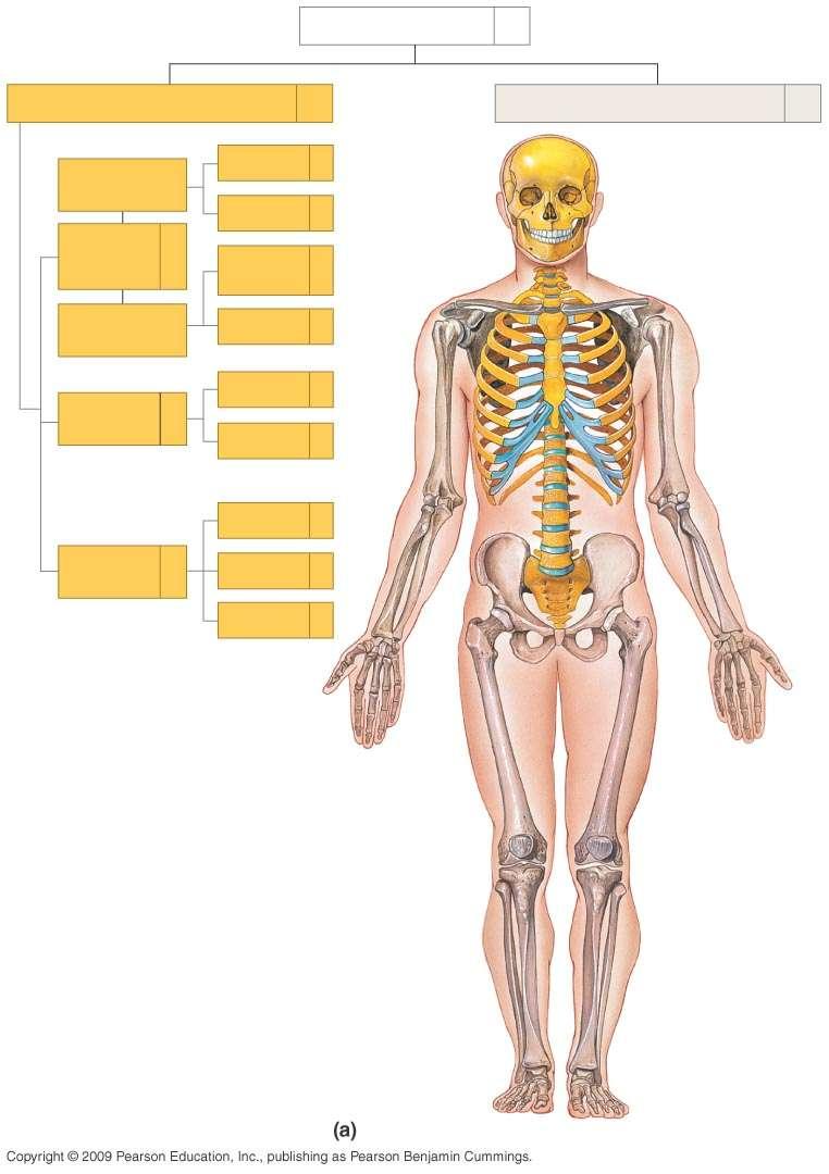 SKELETAL SYSTEM 206 AXIAL SKELETON 80 APPENDICULAR SKELETON 26 Skull Skull and associated s 29 Cranium Face Auditory ossicles 8 4 6
