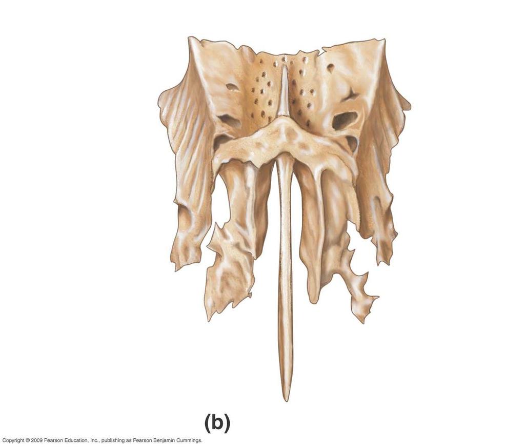 Cribriform plate (contain olfactory foramina) Ethmoid