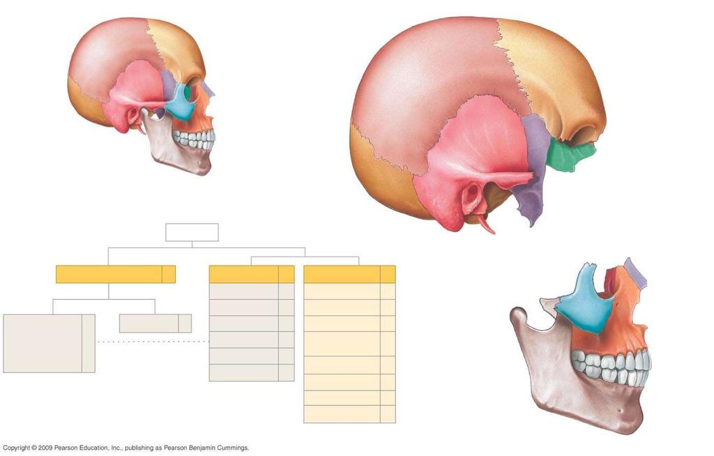 Cranial s Parietal Parietal Frontal Facial s Temporal Sphenoid Ethmoid Occipital SKULL Cranial s Auditory ossicles enclosed in temporal s (detailed in Chapter 8) ASSOCIATED BONES 6 7 Hyoid CRANIUM