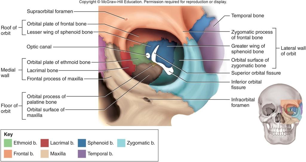 The Ethmoid Bone