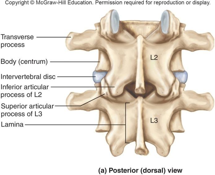 General Structure of Vertebra Transverse process Extends laterally from point where pedicel and lamina meet Superior articular processes Project upward