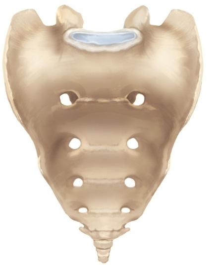 The Sacrum Copyright The McGraw-Hill Companies, Inc. Permission required for reproduction or display.