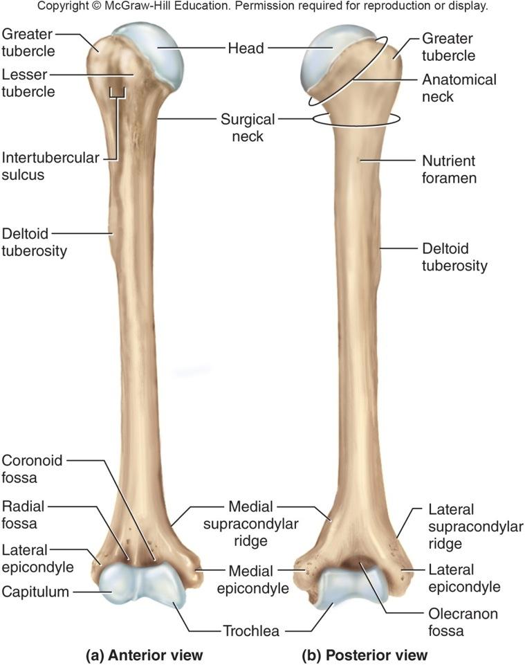 The Humerus Distal end Rounded capitulum articulates with head of radius Trochlea articulates with ulna Lateral and medial
