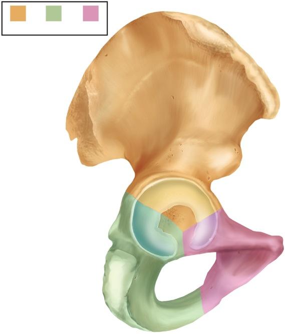 Three distinct features of hip bone Iliac crest: superior crest of hip Acetabulum: hip socket Obturator foramen: large hole below acetabulum Each adult hip bone is formed by the fusion of three