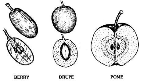 Fleshy Berry--from a compound pistil, few to many seeds Drupe--from a simple pistil, one seed within a stony endocarp Pome--swollen and juicy hypanthium surrounds mature ovary Other Fruit Terminology