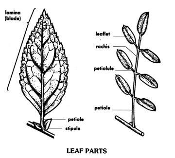 Leaf Terminology Lamina/Blade--the expanded portion of the leaf Simple--a leaf with a single