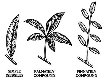 Rachis--elongated axis of a compound leaf Palmate--leaflets arranged like spokes of a wheel;