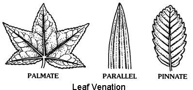 Stipule--a pair of appendages at the base of the petiole Alternate--leaves are arranged 1 leaf