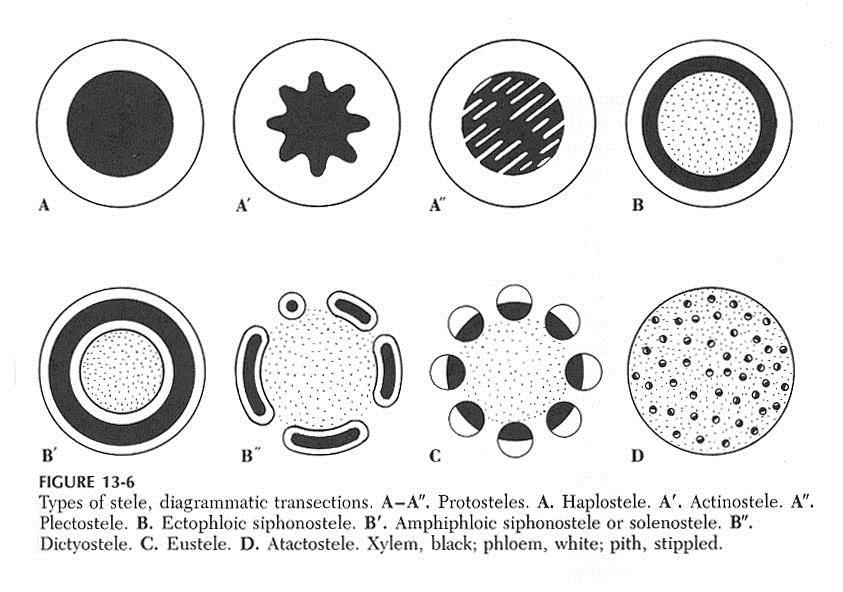 Vascular tissue (Figure from Bold et al. (1987)) Protostele simplest, most ancient 1. Solid cylinder of vascular tissue 2. Phloem may surround xylem or is interspersed within (A, A, A ) 3.