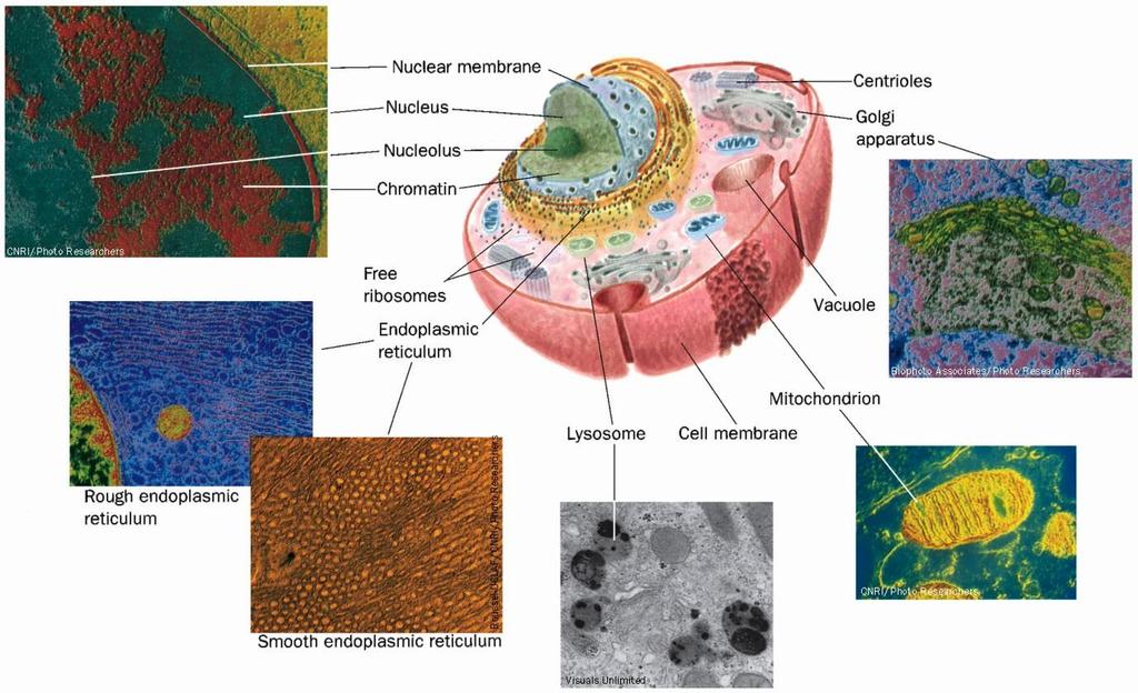 Schematic diagram of an animal cell accompanied by electron micrographs of its organelles.