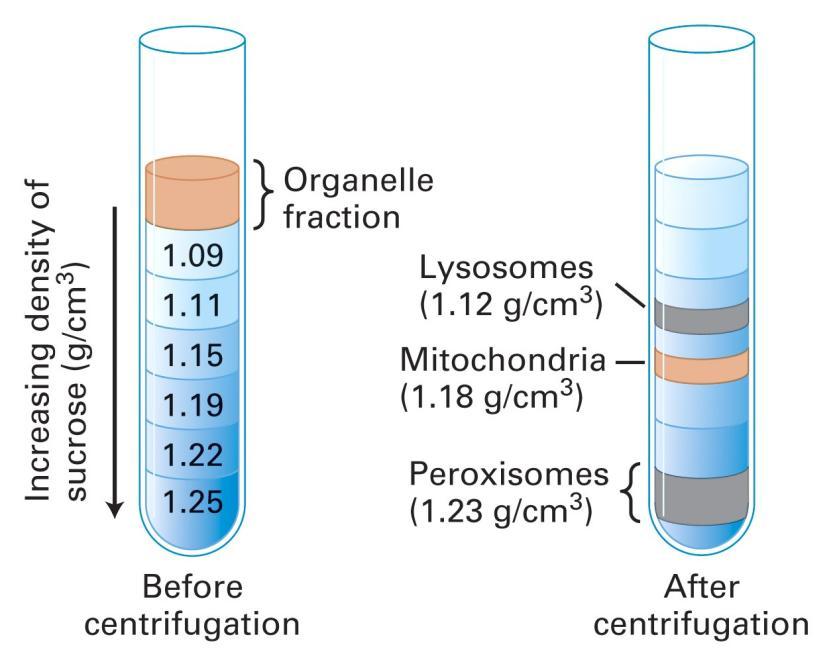 What is the advantage of density gradient centrifugation rather than differential cfg?