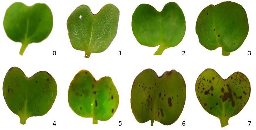 464 Technique for Alternaria blight screening Journal of Plant Pathology (2016), 98 (3), 463-469 Fig. 1. Different interaction phenotypes at cotyledonary stage of Indian mustard. sp. against A.