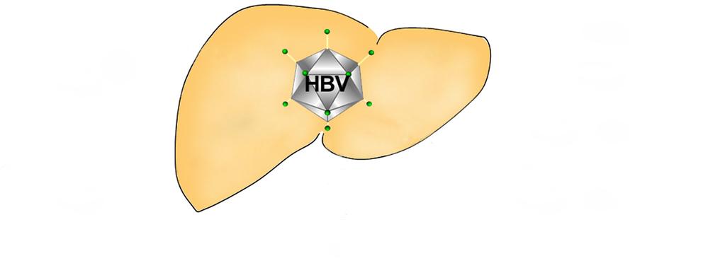 Shi YX et al. Metabolic response to HBV infection Biosynthesis Nucleic acid Glucose Gluconeogenesis Aerobic oxidation Pentose phosphate pathway Vitamin A: synthesis Vitamin D:?