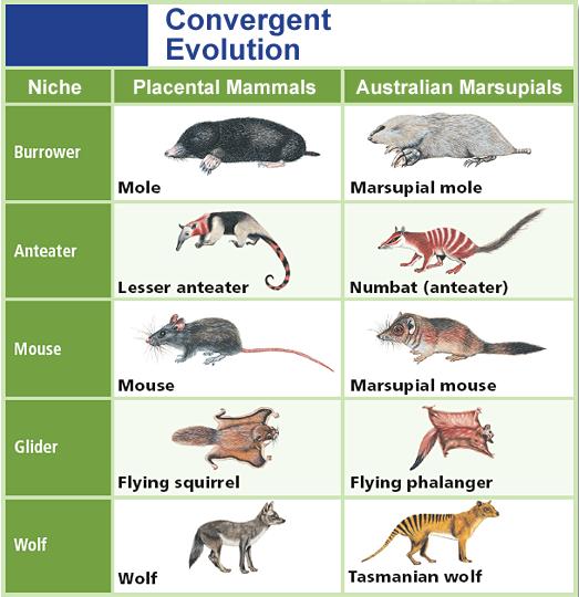 (3) The response continues to escalate C. Convergent Evolution 1. species evolve similar traits even though they live: 2.