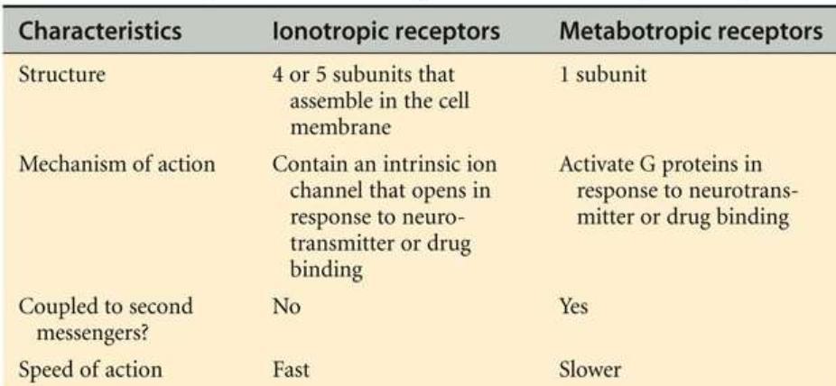 Receptors of NT Large, dynamic proteins that exist along and within the cell membrane. Dynamic: they can increase in number and avidity for their neurotransmitter according to circumstances.