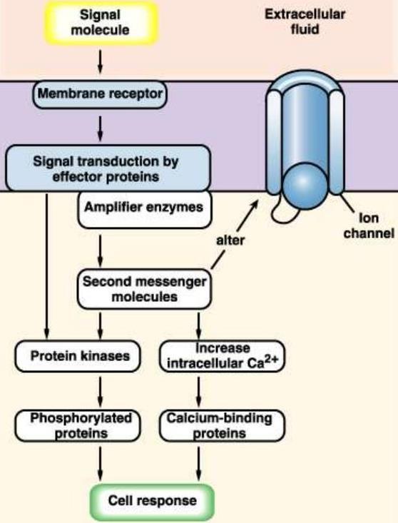 Note: Most effector enzymes controlled by G-proteins are involved in synthesis of second messengers. [First messenger=ligand Second messenger=effector enzyme] Other Metabotropic Receptors 1.