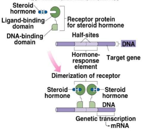 -Usually The Genetic transcription starts after the Dimerization of the hormone receptor Dimerization is the process of 2 receptor units coming together at the half sites ( the HRE is split into half