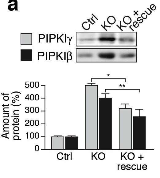 increase of PI4P 5-kinases (Type 1