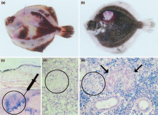bath challenge. No mortality occurred and no clinical signs were detected in control fish. Moritella viscosa was not cultivated from any surviving fish. Pathology of M.