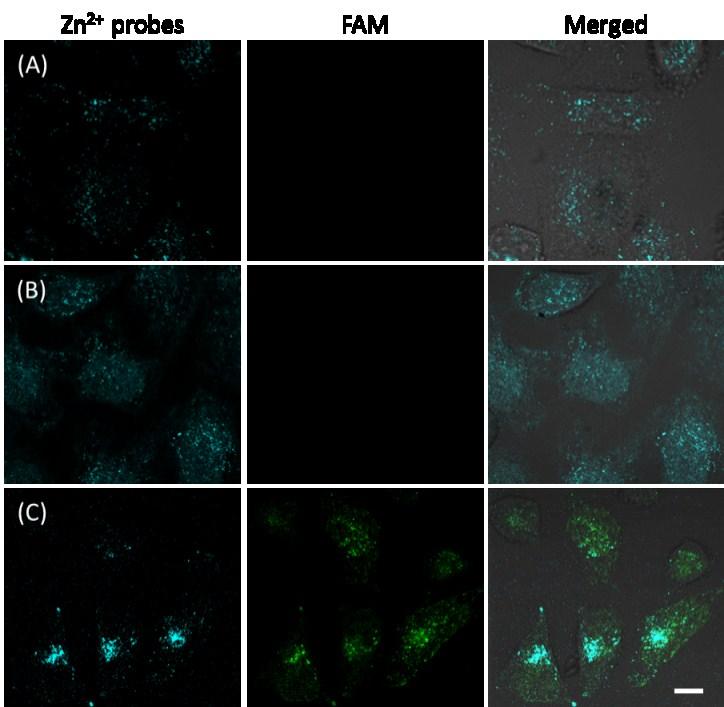 Fig. S14 CLSM images of HeLa cells after being incubated with A) no agents, B) ZnCl 2, and C) ZnO@PDA-H7 nanosystem for 12 h.