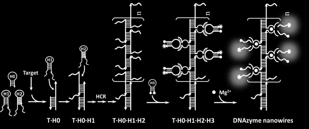 DNA probes (H0, H1, H2 and H3) for the